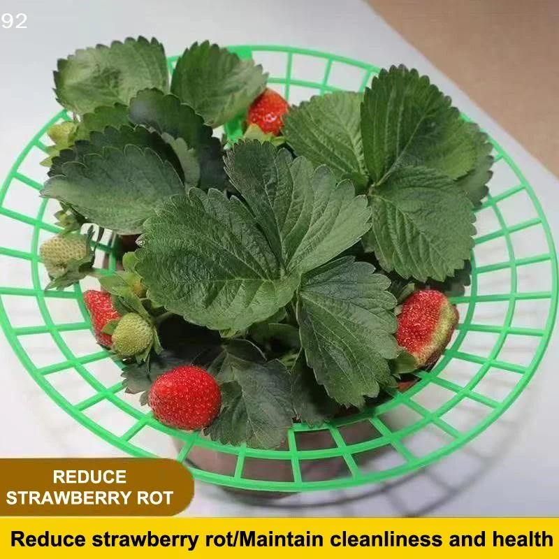 Strawberry Plant Support Stand With Legs, Plastic Round Growing Rack To Keep Berries Clean & Prevent RotCentury House