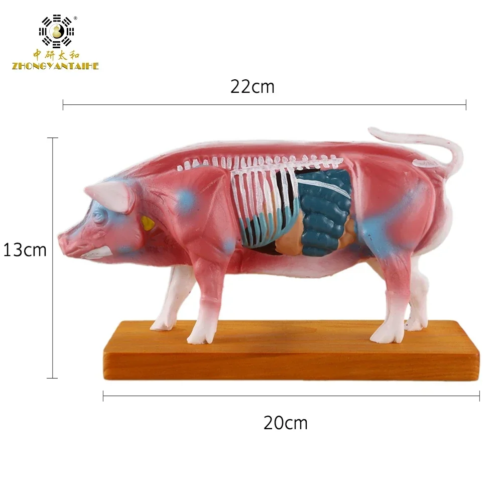 

Pig Model Animal Body Point Model Pig Anatomy Models Teaching Practice Training