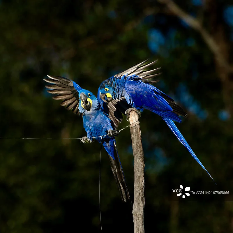 

Комплект Hobbywing EZRUN MAX8 G2: регулятор скорости 160A + бесколлекторный двигатель 4278SD 2250KV с датчиками для радиоуправляемых машин 1/8, трагги, монстр-траков