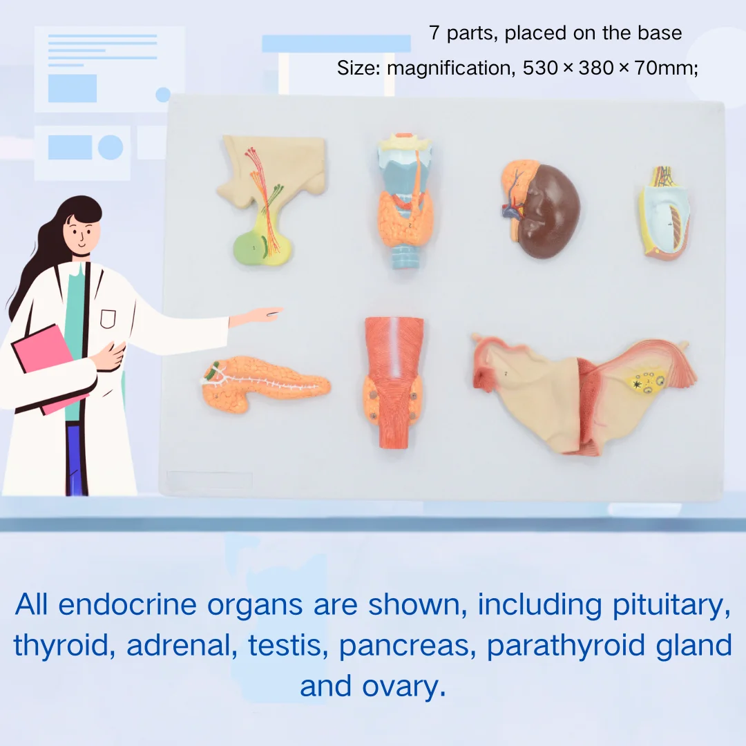 نموذج جهاز الغدد الصماء البشري ، العلوم الطبية ، جهاز محاكاة تشريح النظام ، أدوات تعليمية للطب الطبي ، علم الأحياء الجامعي