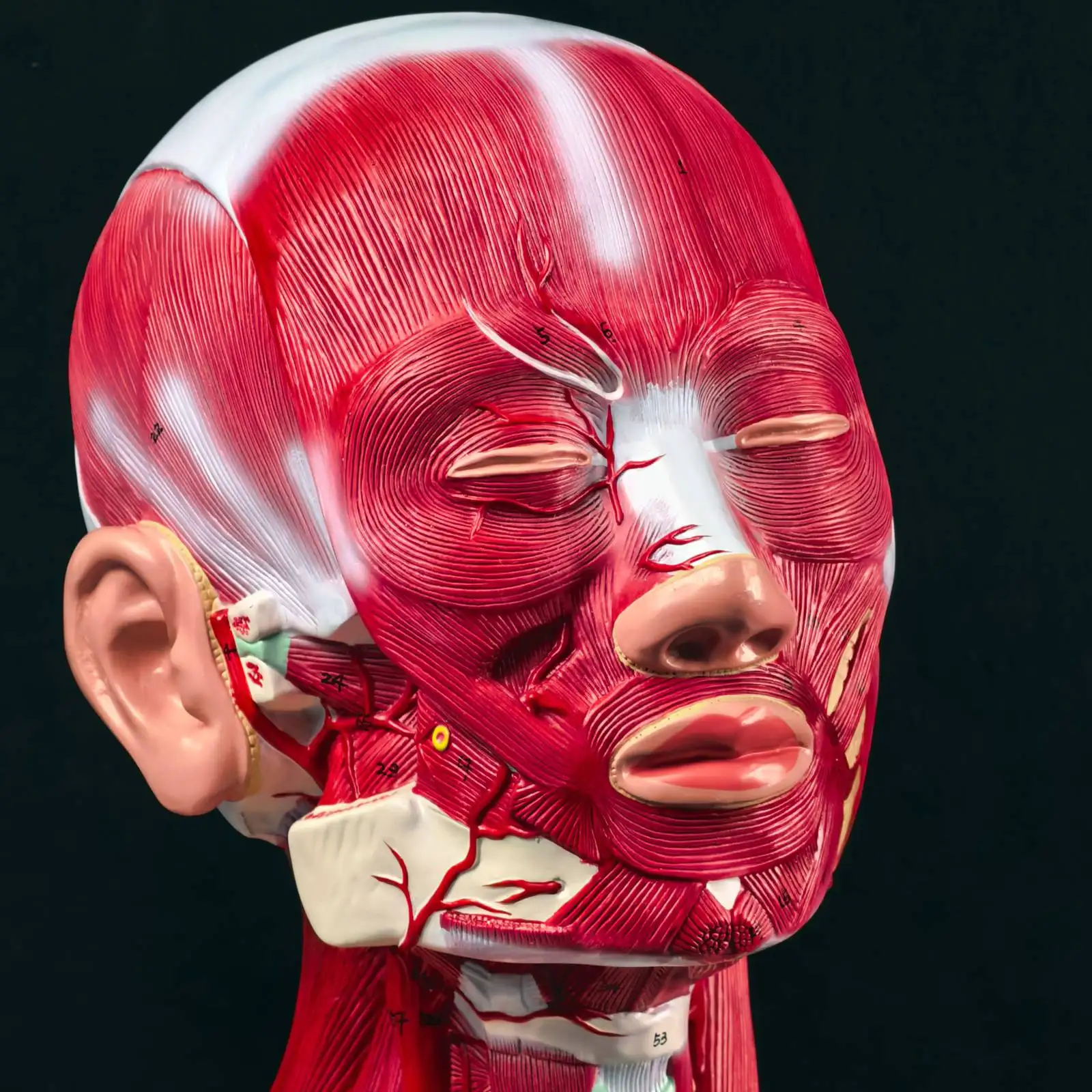 PVC Human Head Neck And Chest Solution Model Medical Teaching Models