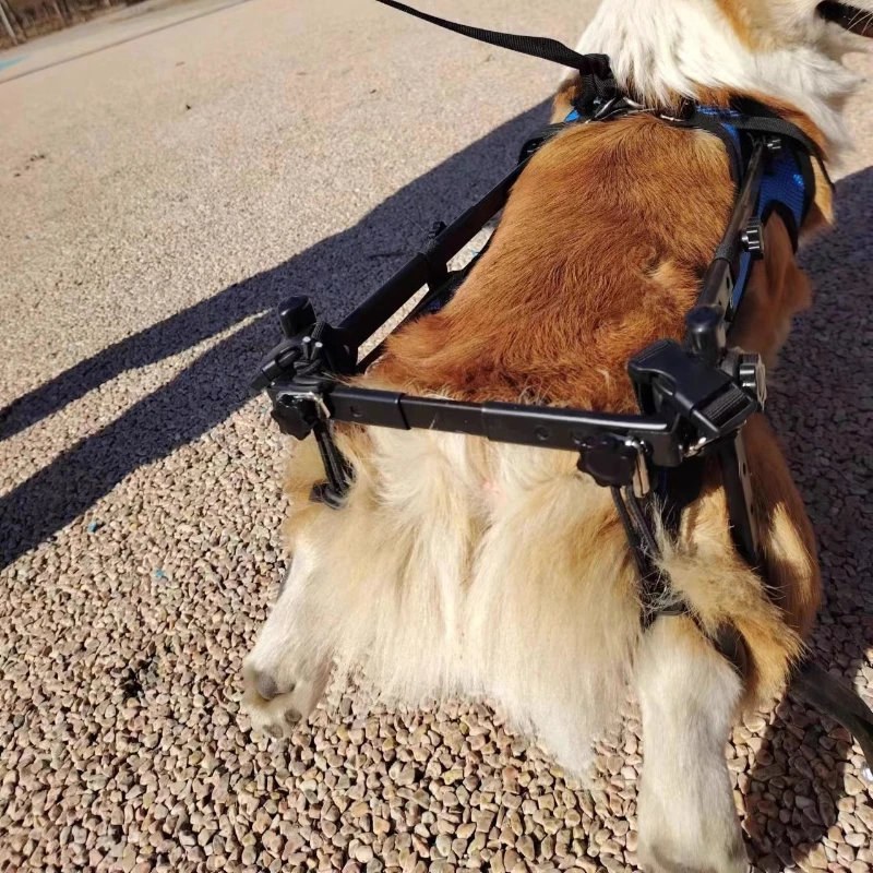 Silla de ruedas ajustable para perros pequeños con parálisis trasera - imagen 3