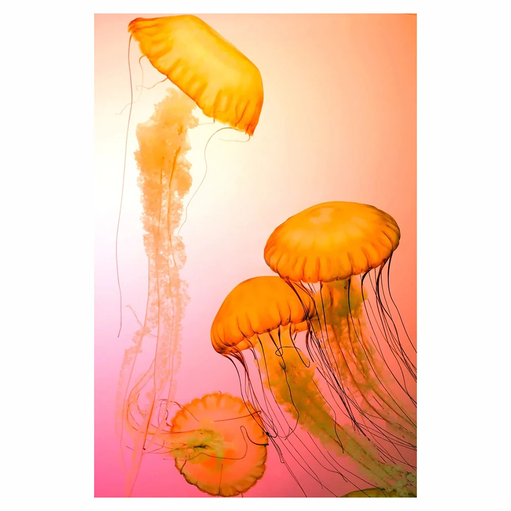 

Diamond orange jellyfish picture mosaic home decoration 5D DIY diamond embroidery art cross stitch decoration