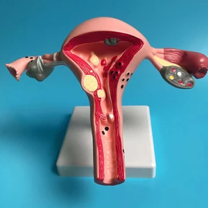 Nuevo modelo de ovario del útero del útero humano Modelo de estructura transversal Modelo del útero anatómico Anatómico órgano Femenino Herramienta de estudio 8 Mejor cifra de anatomía de ventas - №7