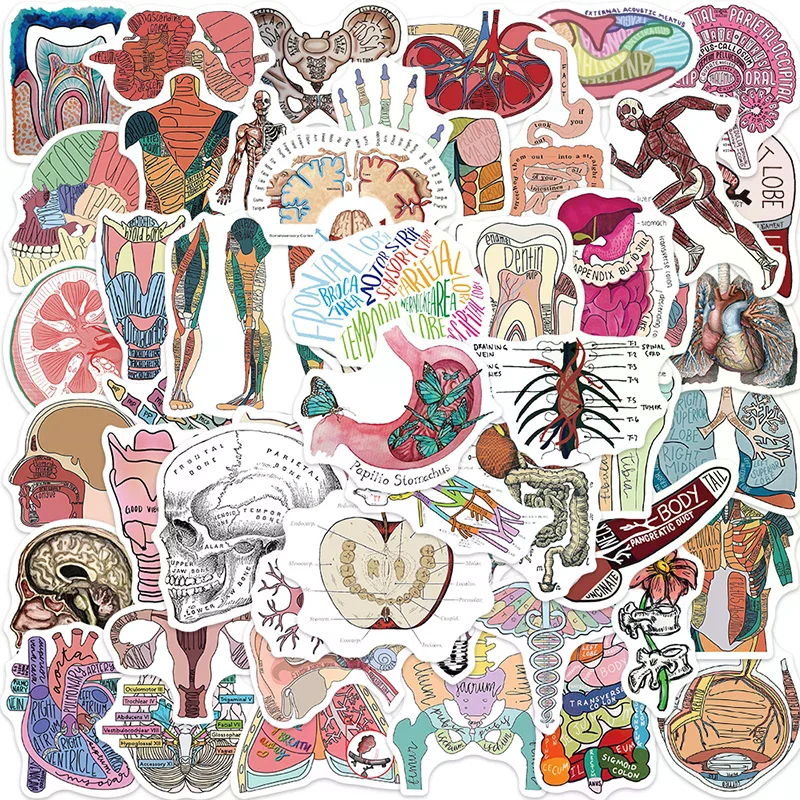 50PCS DIY Graffiti Waterproof Stickers Cartoon Human Organ Cute  Anatomy Sticker Laptop Guitar Phone Kid Toy