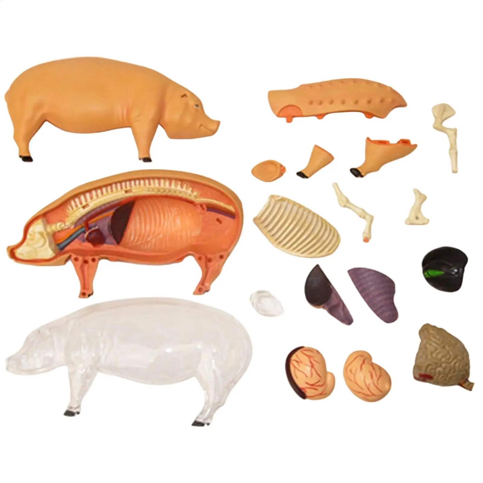 Modelo de anatomia do suíno destacável-idiílio de ensino de biologia veterinária brinquedo de demonstração científica destacável para clínicas de animais de estimação em sala de aula