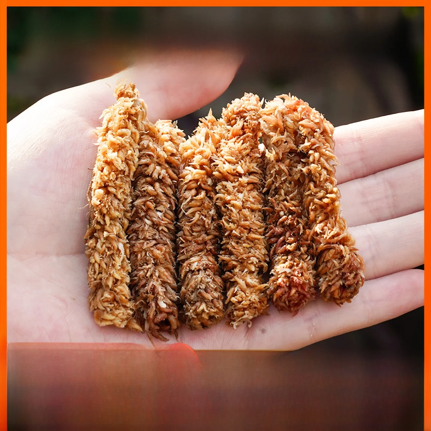 

Bristle Moss Seven Star Dry Moss Base Soil Turtle Hibernation Pad Material Garden Horticulture Supplies