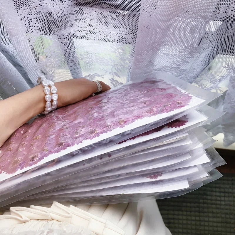 60X 누르면 건조 자연 보라색 데이지 꽃 식물 식물 표본 상자 보석 책갈피 엽서 전화 케이스 사진 프레임 공예 DIY