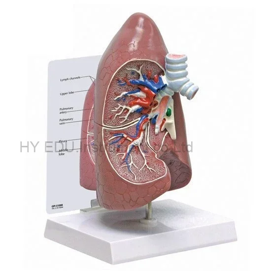 Direct factory supplied human size lungs model