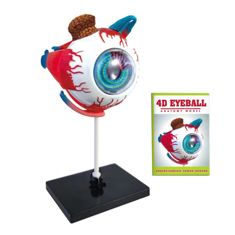 Eye Anatomy Eye Model สําหรับจักษุวิทยาการสอน Aid ที่ถูกต้อง Eye Ball สําหรับนักเรียนการเรียนรู้สําหรับ Anatomy