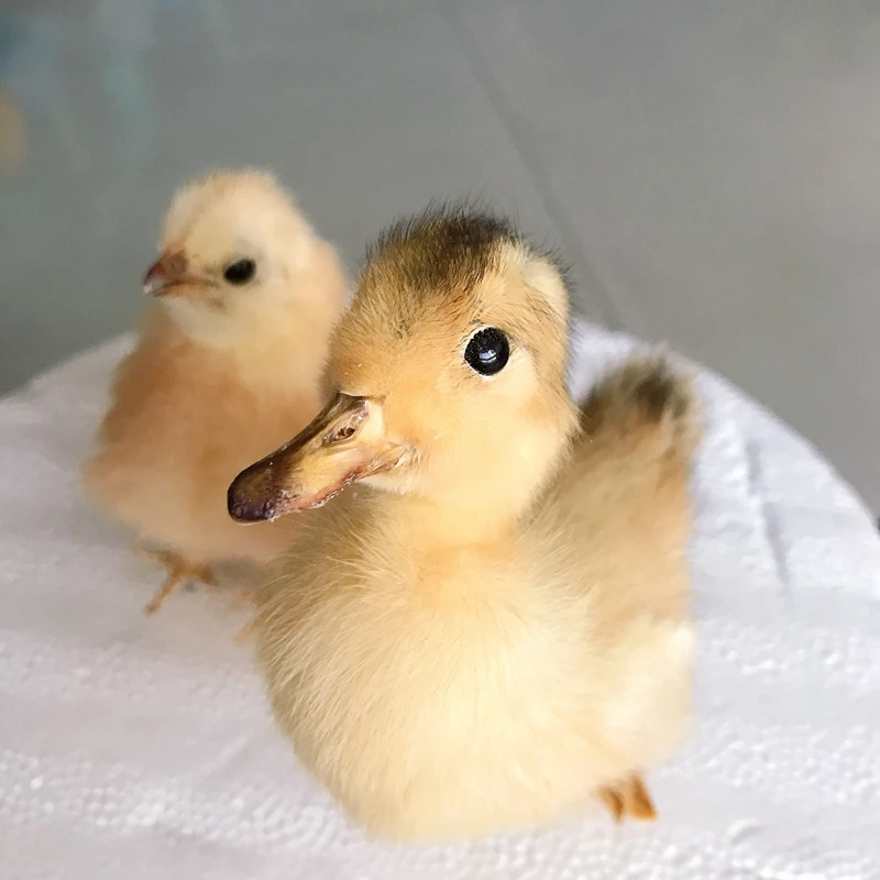 1pcs Taxidermy duckling stuffing Eurasian Yellow Little Ducks specimen chick Teaching / Decoration