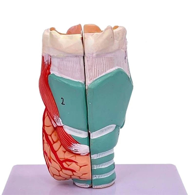 Human Larynx Anatomy Model, Life Size Anatomical Larynx Model Detachable