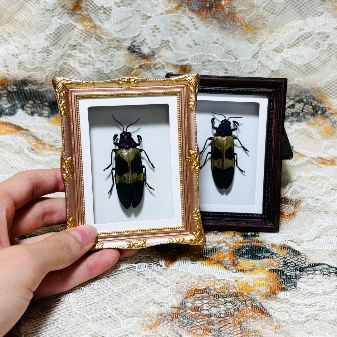 2192 Vintage Framed Beetle Handcrafted Shadow Box Art Gothic Curiosity Decor Desktop & Fridge Magnet Halloween Christmas Holiday