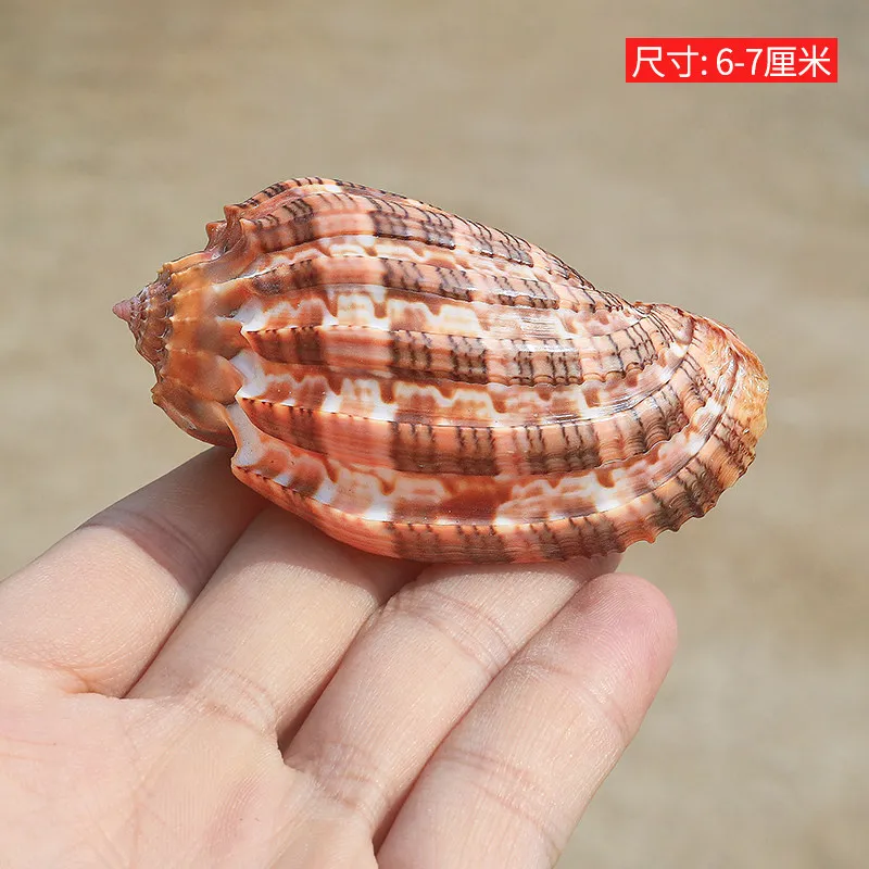 New 6-6.5 Cm Star Fruit Snail Natural Shell Collection Specimen Ornament Fish Tank Landscaping Decoration