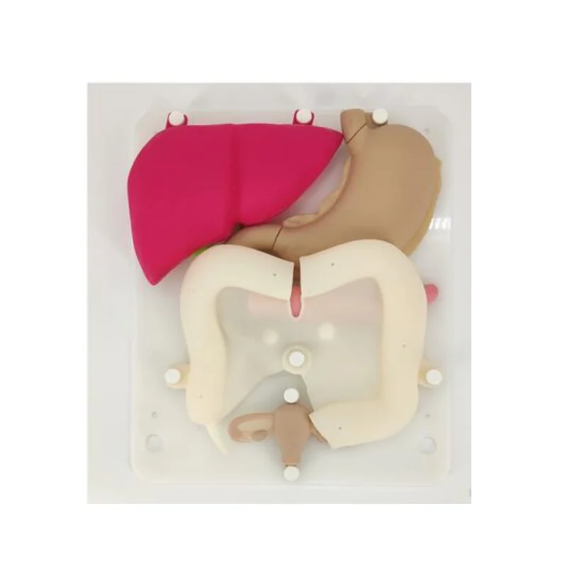 

BIX-FQJ01 has good training effect and high simulation laparoscopy simulation training silicone model