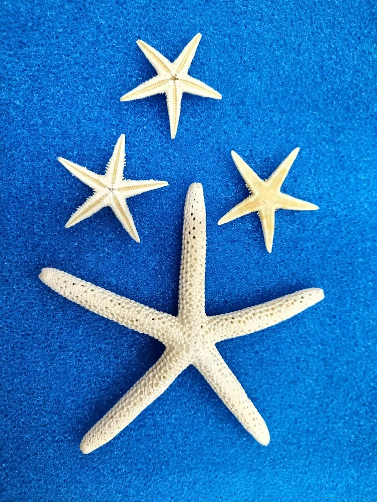 Natural 14-17cm White Finger Starfish Sea Stylish Home Hair Wedding Decor and Craft Project