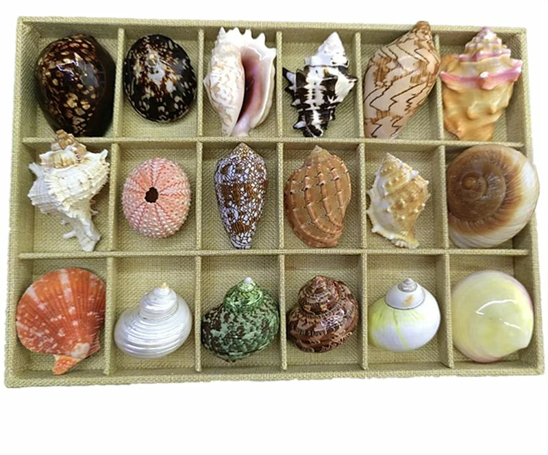 

Shells Conches Natural Specimens Snails Starfish Gift Boxes Popular Science on Marine Life Hermit Crab Shell Replacement