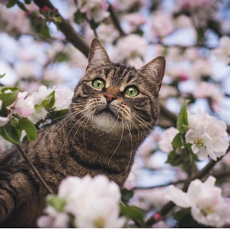 

Бесколлекторные моторы T-HOBBY T-MOTOR AM600 KV525/KV555 для радиоуправляемых FPV дронов, самолетов и 3D-моделей