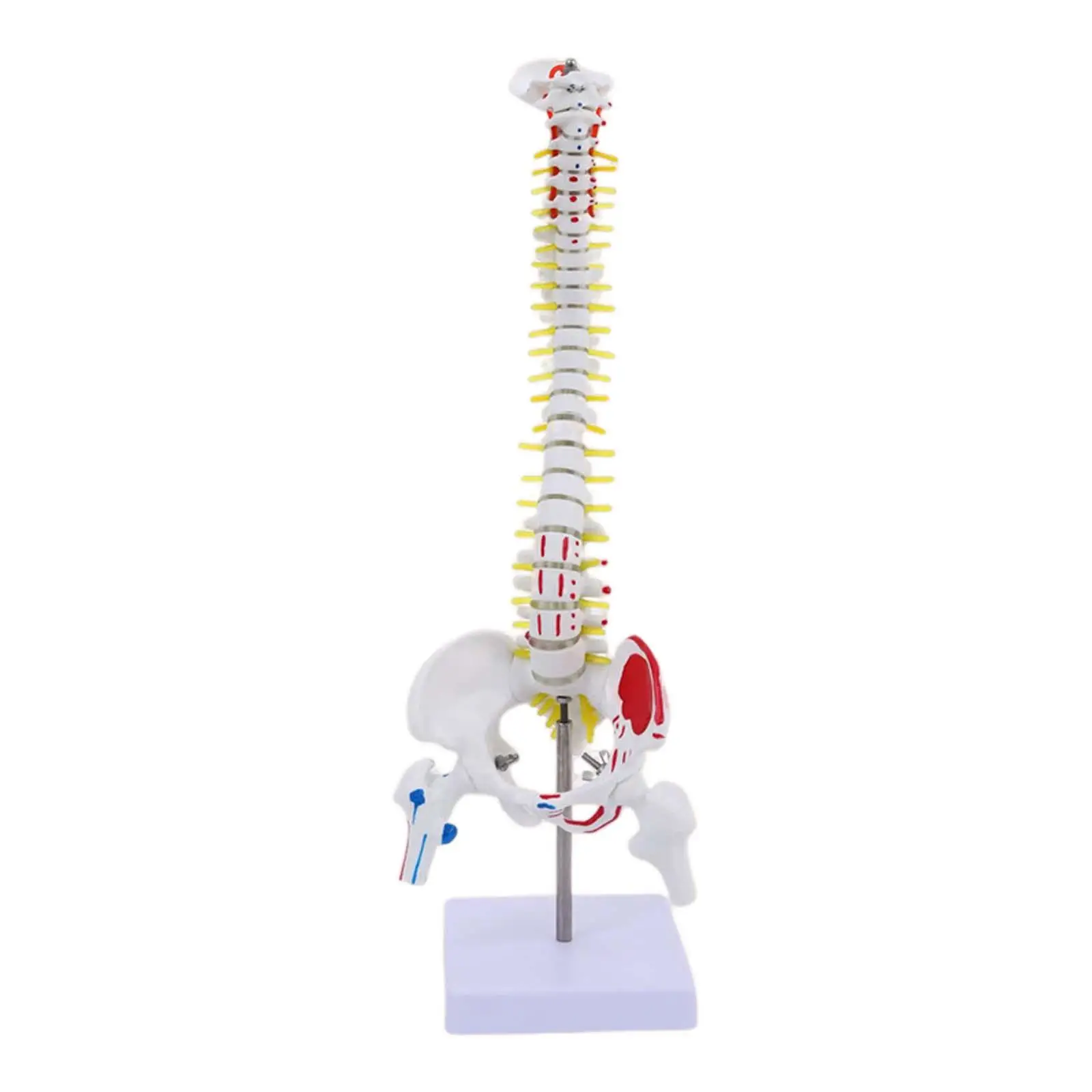 Modelo Espinha Anatômica com Ilustrações Musculares, Ferramenta Educacional, 17"