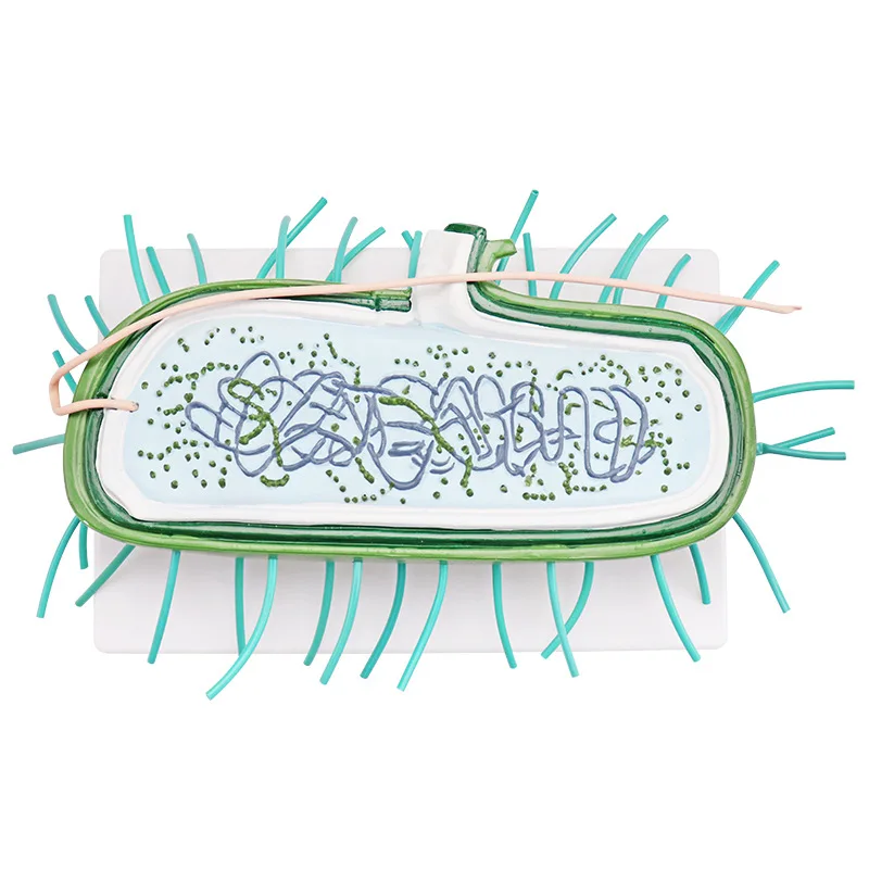 Lab Virus Model for Teaching, 29.5*19.5*9cm, Detailed Structure Instructional Equipment
