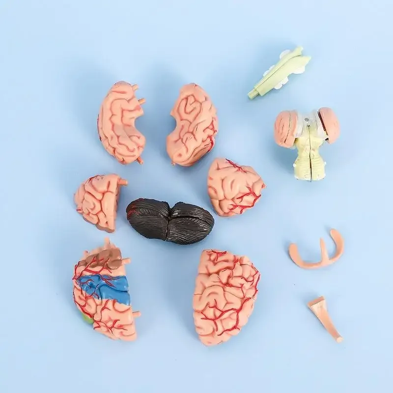 Disassembled Human Brain Model 4D   Structure Anatomy Medical Teaching Learning Toy  Anatomical  Head Studying