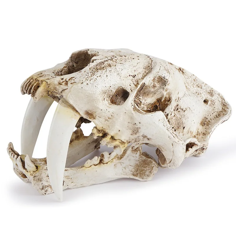 Saber-Toothed Tiger Skull Head Zoo Model Display Animal Skull Specimen Resin Crafts Home Bar Decor Halloween Decoration Props