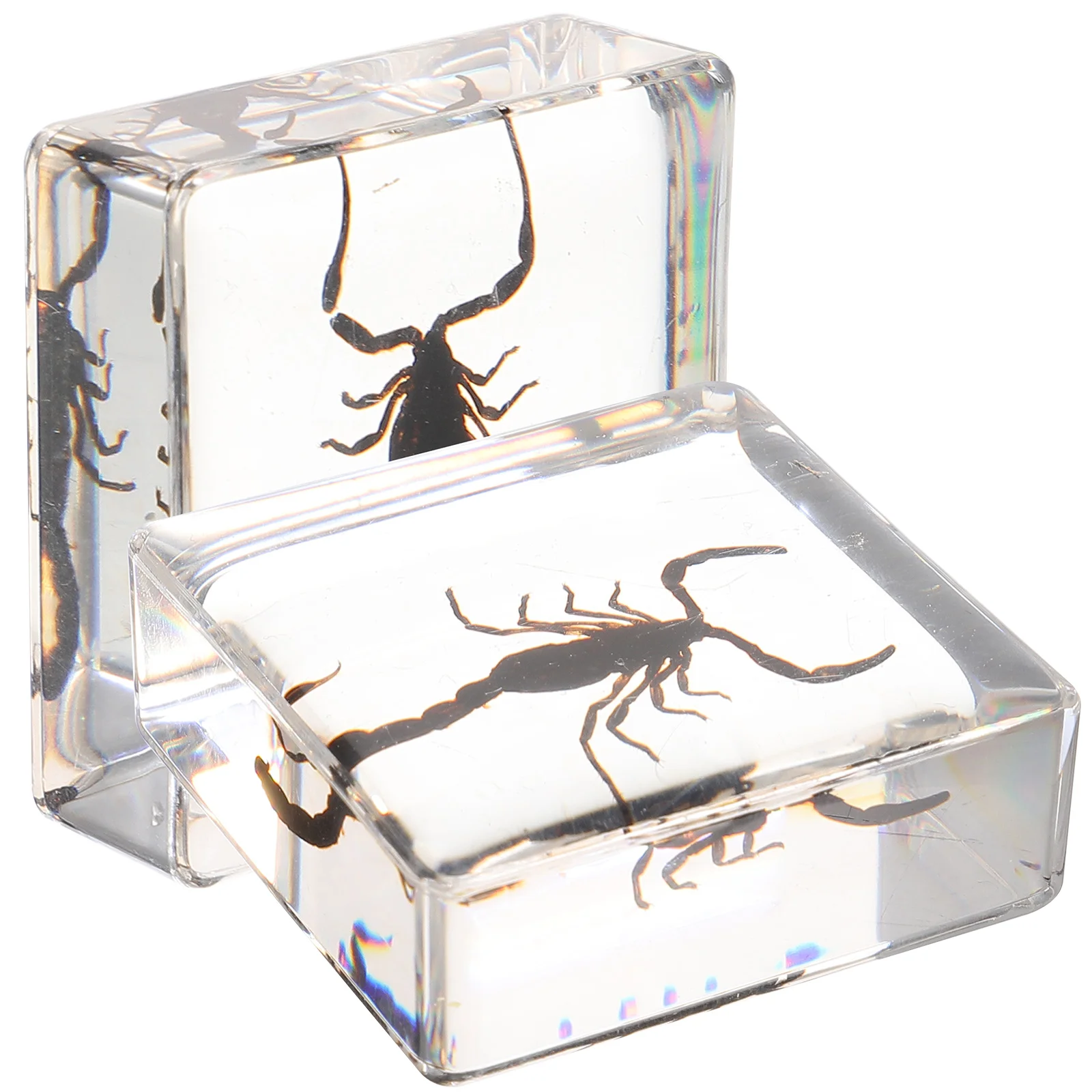 2pcs Bug Preserved In Resin Bug Specimen Paperweight Decorative Insect Resin Decoration Insect in resin