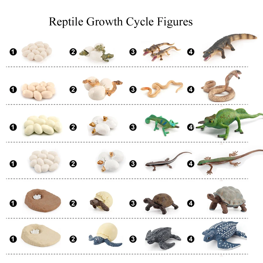 Realistyczne figurki modelujące cykl życia gadów, zabawki, wąż, jaszczurka, kameleon, żółw, figurka cyklu życia, zabawka edukacyjna, upominki na przyjęcia