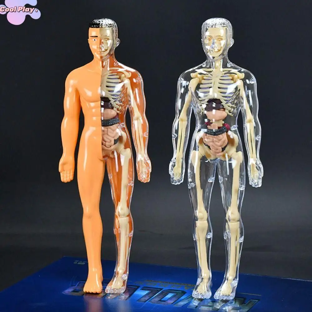 

Plastics 3d Human Torso Model Transparent DIY Mannequin Science Cognitive Puzzle Toy Education Toys Montessori
