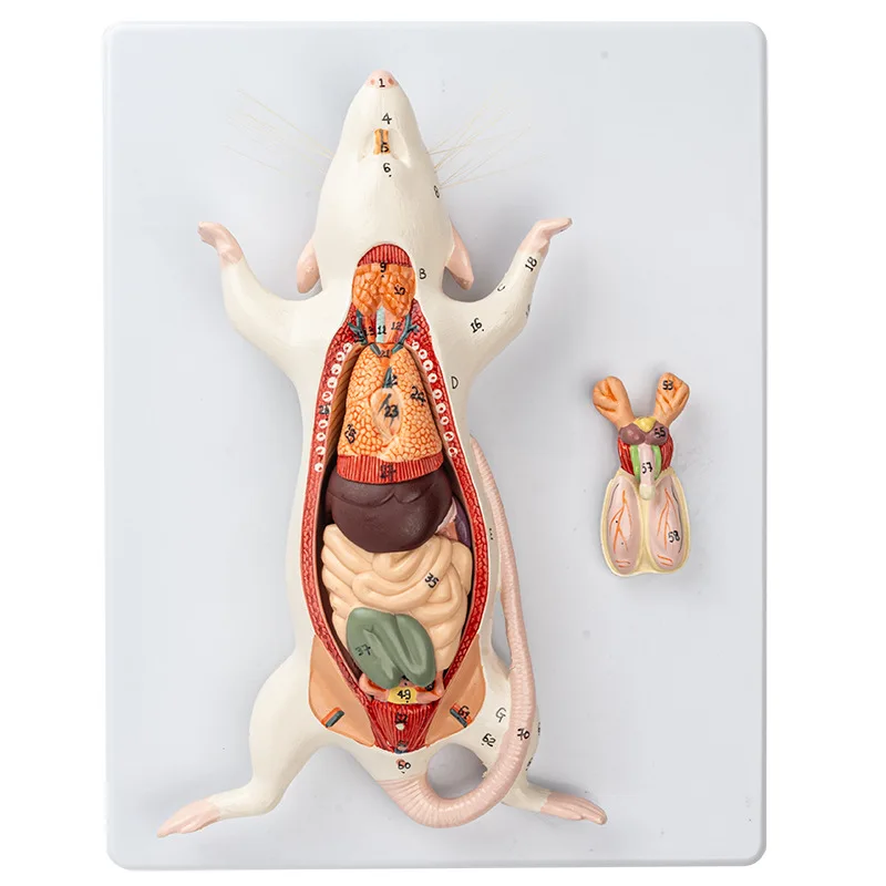 

Teaching Resources Teaching High-quality Animal Anatomy Feeding Specimens Mouse Visceral Anatomy Model
