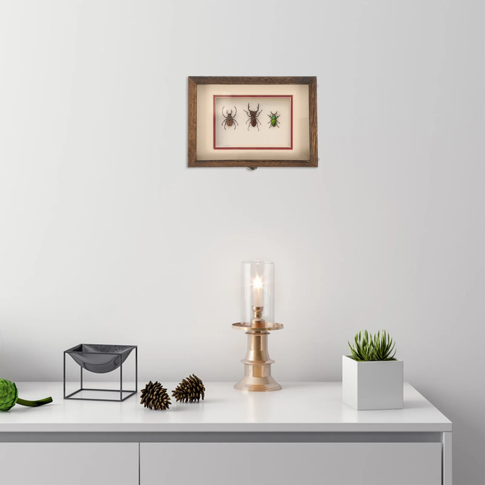 

Коробка для демонстрации насекомых, чехол для образцов жука, деревянный коллекционер, бабочка, детский винтажный подвесной настенный декор, рамка для хранения, сухоцветы