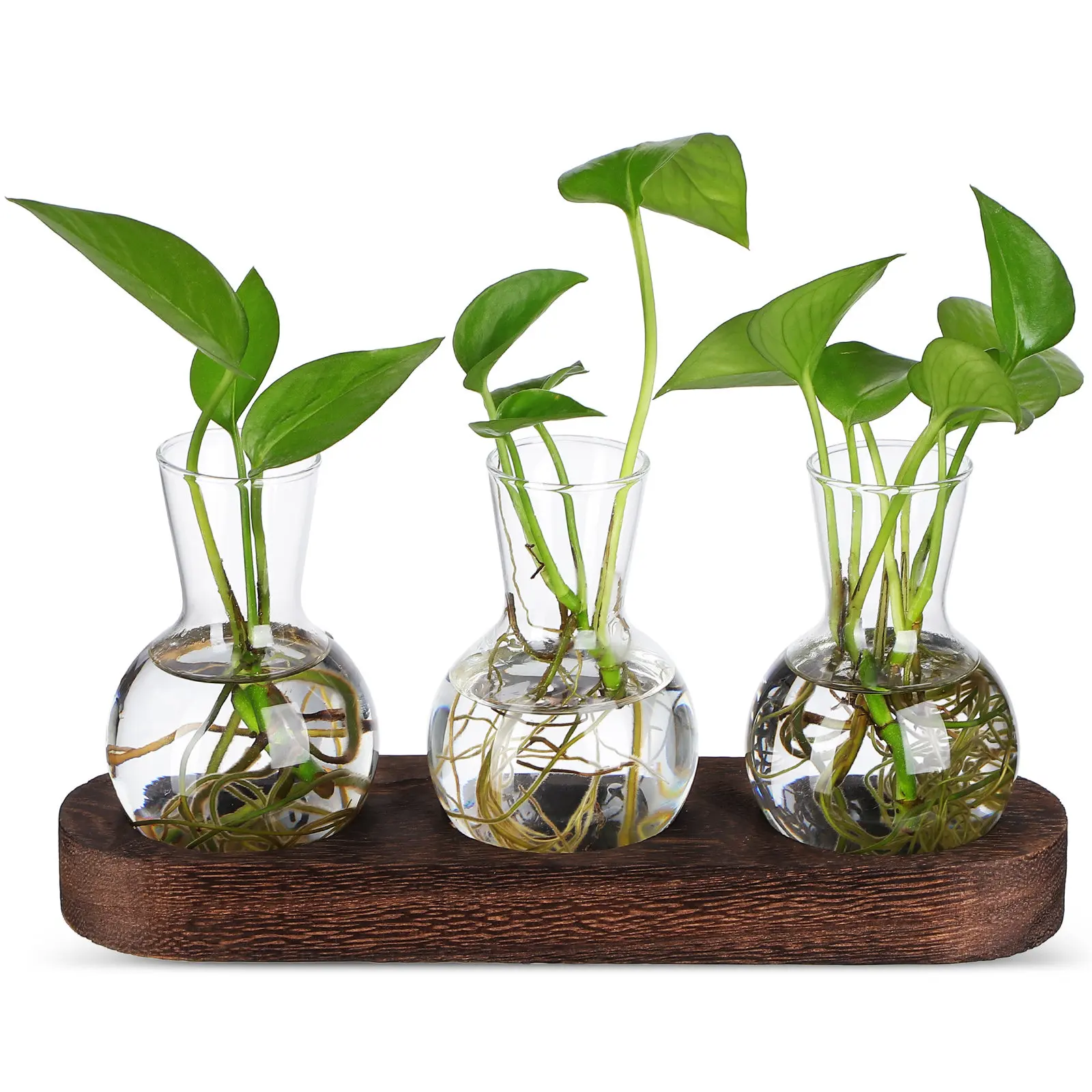 1Set Sleek Glass Propagation Vase Hydroponic Container for Flower Display Plant Root Observation Sturdy Wood Base Desktop