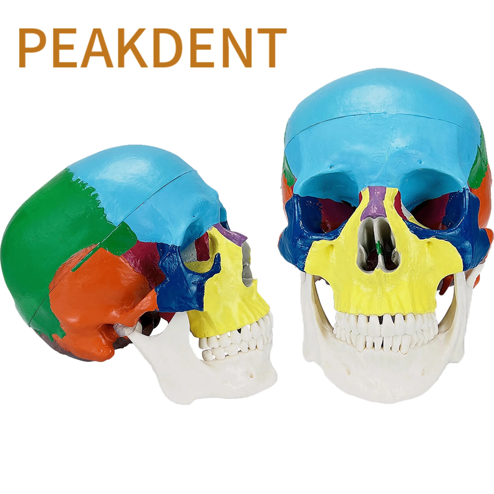 

Standard Human Adult Skull Anatomical Model With Full Dental Teeth Model Studying Teaching Demonstration Dentistry Product