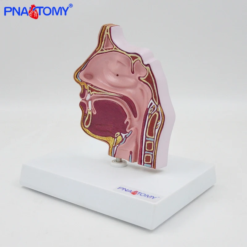 Nasal Model Sinus Turbinate Oral, Nasal and Throat Anatomical Teaching Maxillary Sinus Medical Gift Educational Equipment