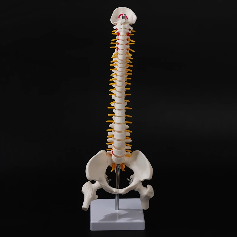 SHGO HOT-45Cm Flexible 1:1 Adult Lumbar Bend Spine Model Humans Skeleton Model with Spinal Disc Pelvis Model Used for Massage