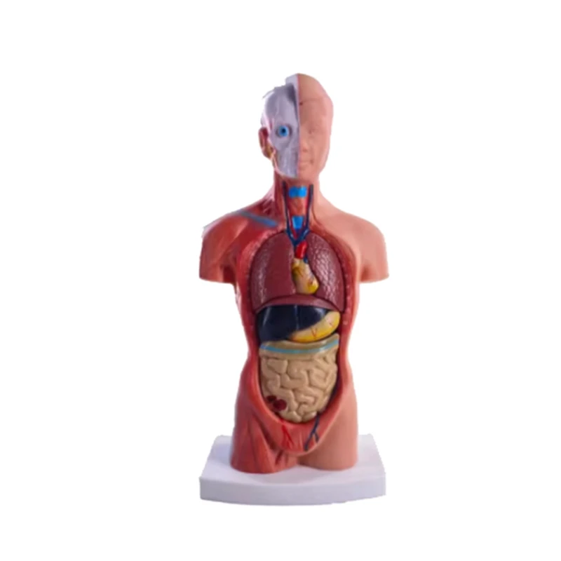 Torso Mannequin Anatomy Doll 15 Removable Parts Educational Organ Model Human Internal Organ Anatomy Model