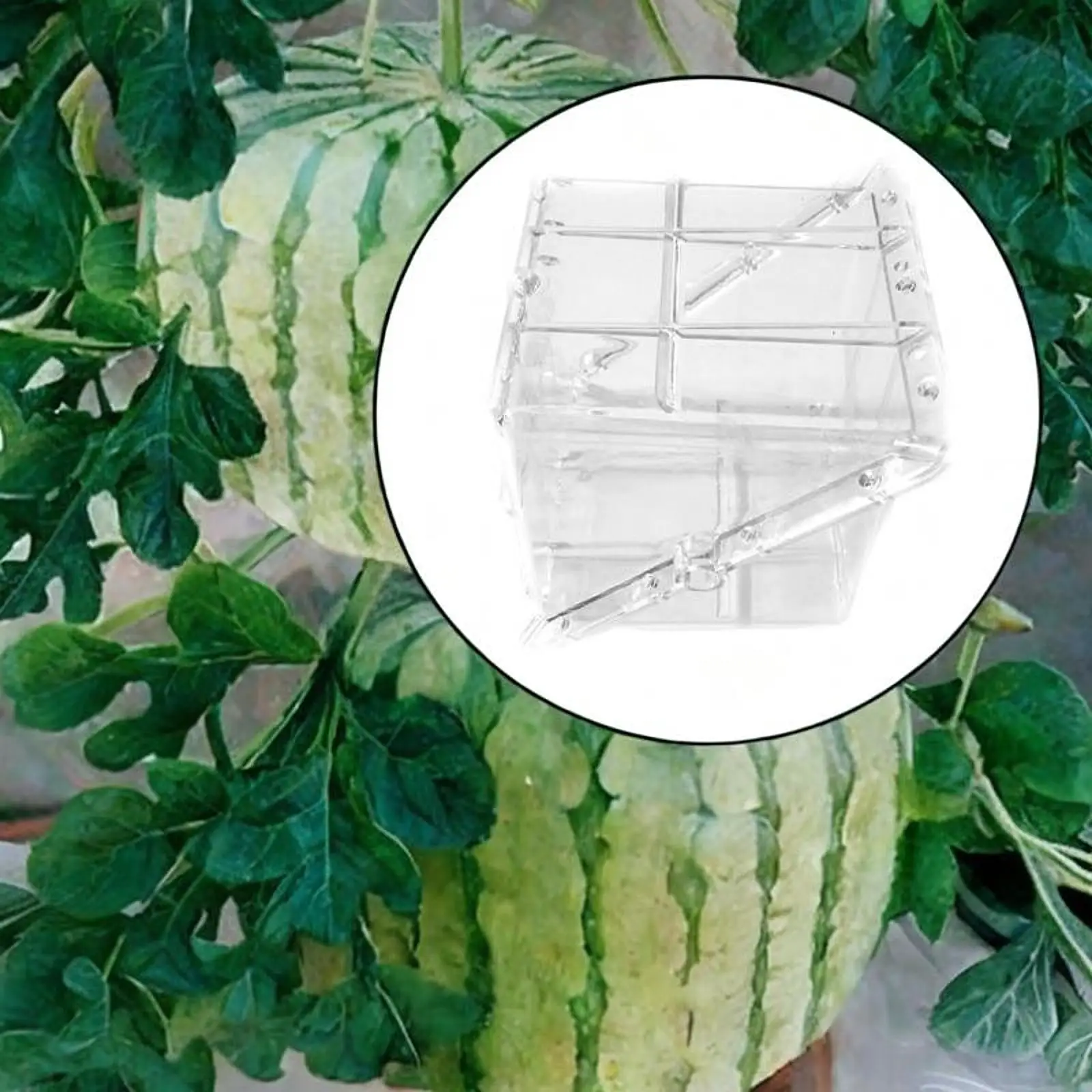 Attrezzatura quadrata per stampi per la crescita dell'anguria, facile da usare, ad alta resistenza alla trazione, unica e creativa, trasparente, per stampi per frutta da giardino