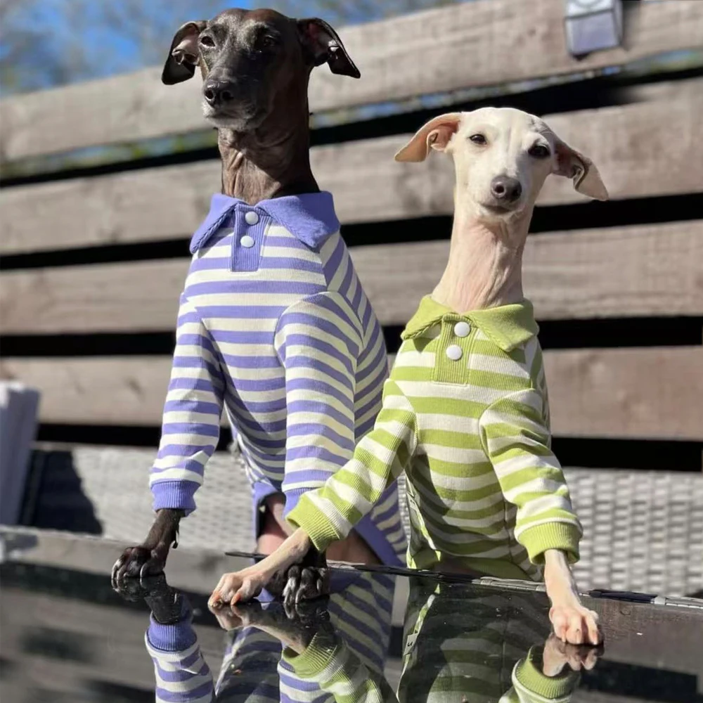 polo-in-cotone-a-righe-verdi-stile-british-gentleman-per-levrieri-italiani-maglietta-primaverile-per-levrieri-pigiami-per-whippet