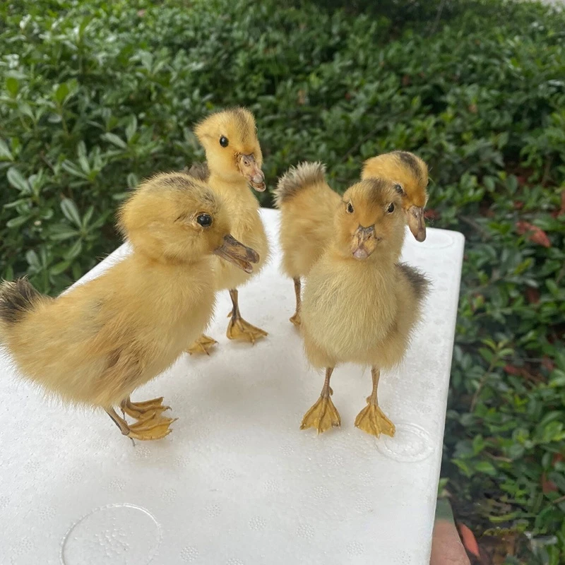 Animal and bird specimens Little yellow duck specimens Home exhibition hall decorations Teaching aids Shooting props home decor