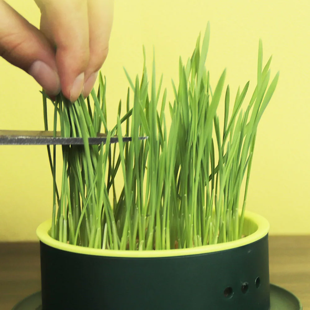 Boîte de culture hydroponique portable, herbe à chat de vidange pour chambre et salon