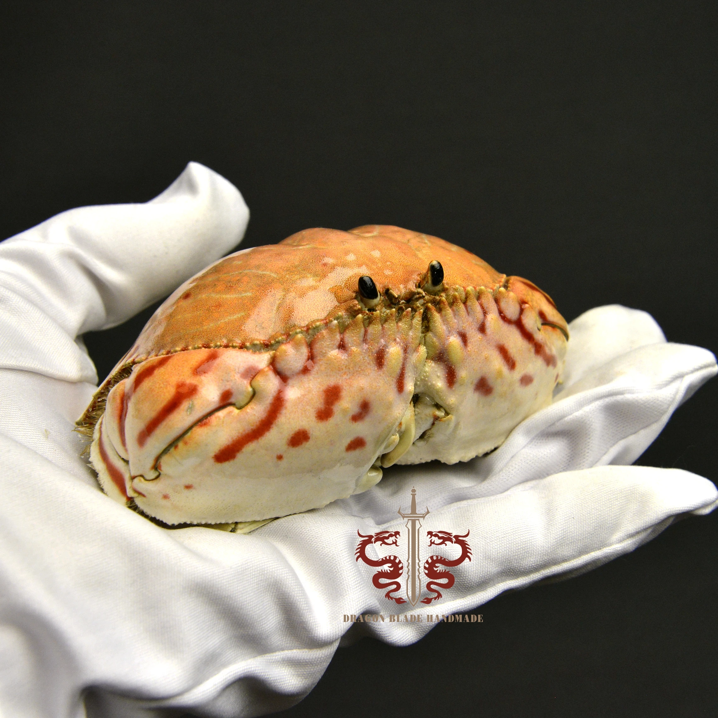 Crab specimen Calappa lophos, museum-quality taxidermy & display box, Collection Home Decor Ornament Desk Decoration