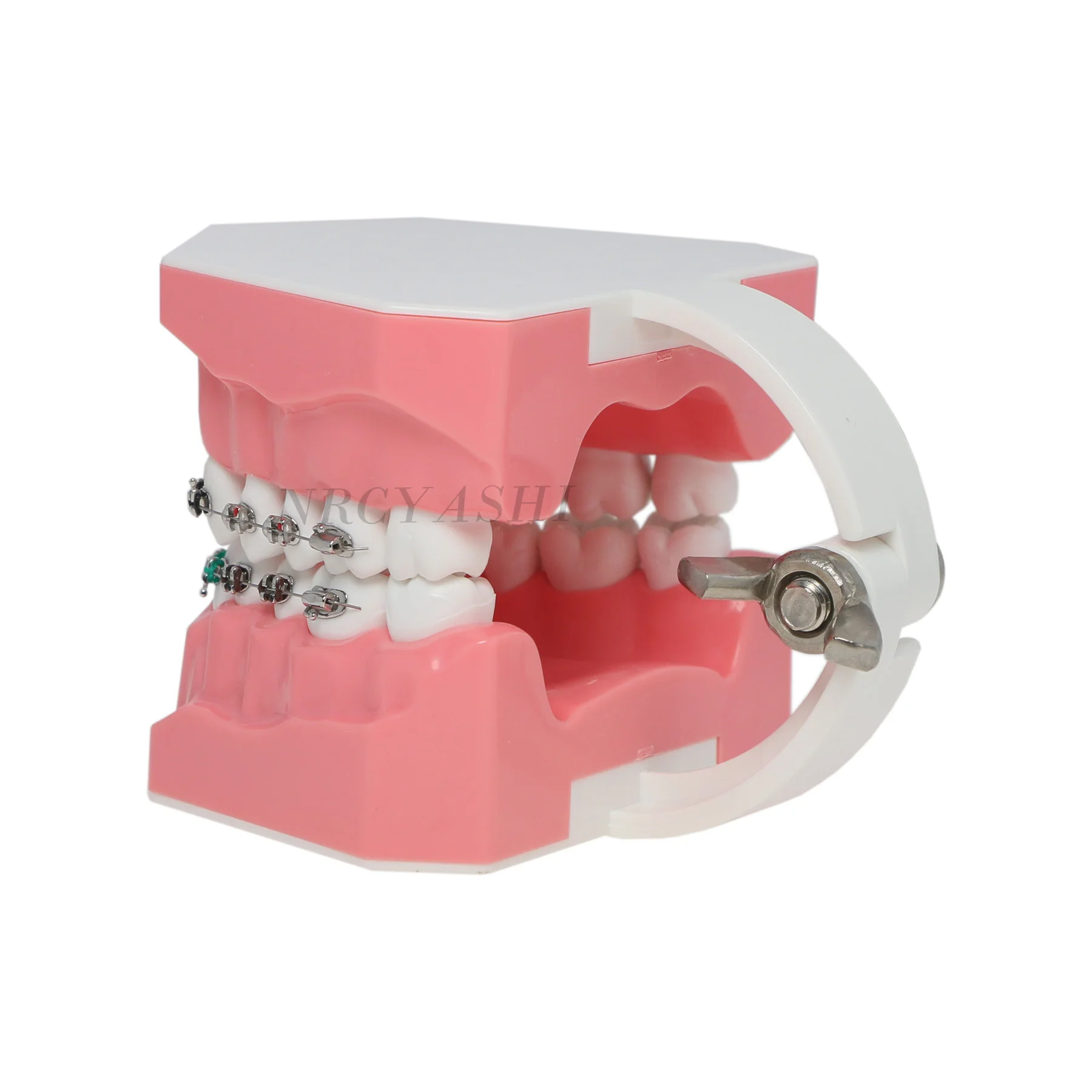 Dental Typodont Orthodontic Teeth Model 1:1 Standard Demo Teach Study With Archwire Ligature Ties Metal Brackets Buccal Tube