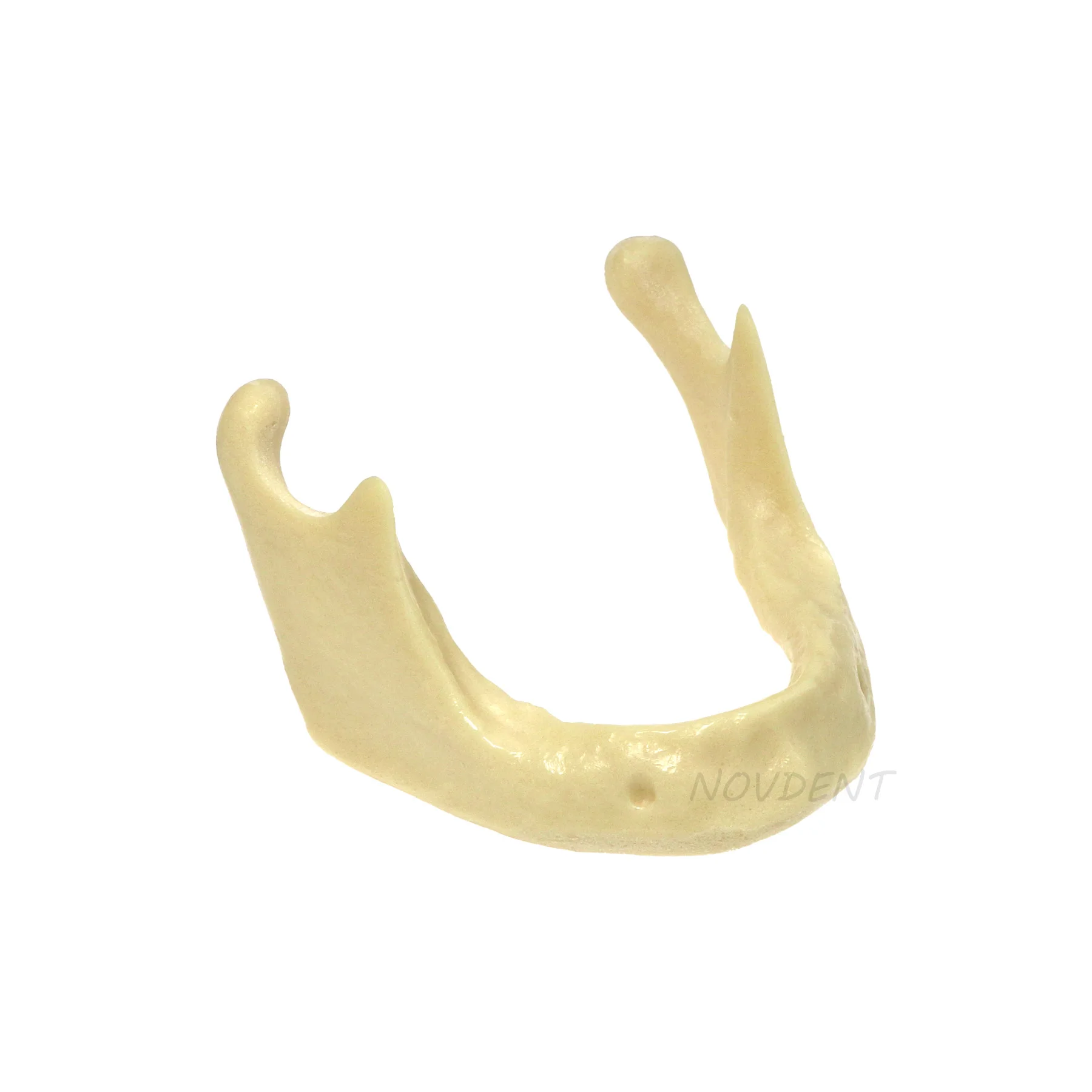 Dental Mandible Jaw Model For Basic Drilling Implant Insertion Practice M2022