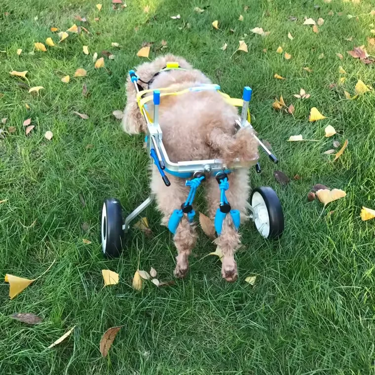 Dog Cart 2 Wheels Chair Adjustable Pet Mobility small dog wheelchair for back legs