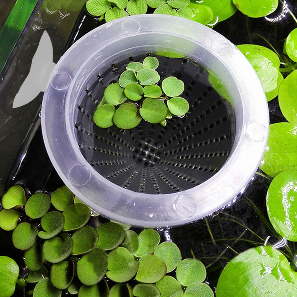 

20Pcs Tank Cone Feeder Bloodworm Feeding Cup with Suction Mount for Aquarium Red Worm Feeder Live Fish Food Dispenser No Spill