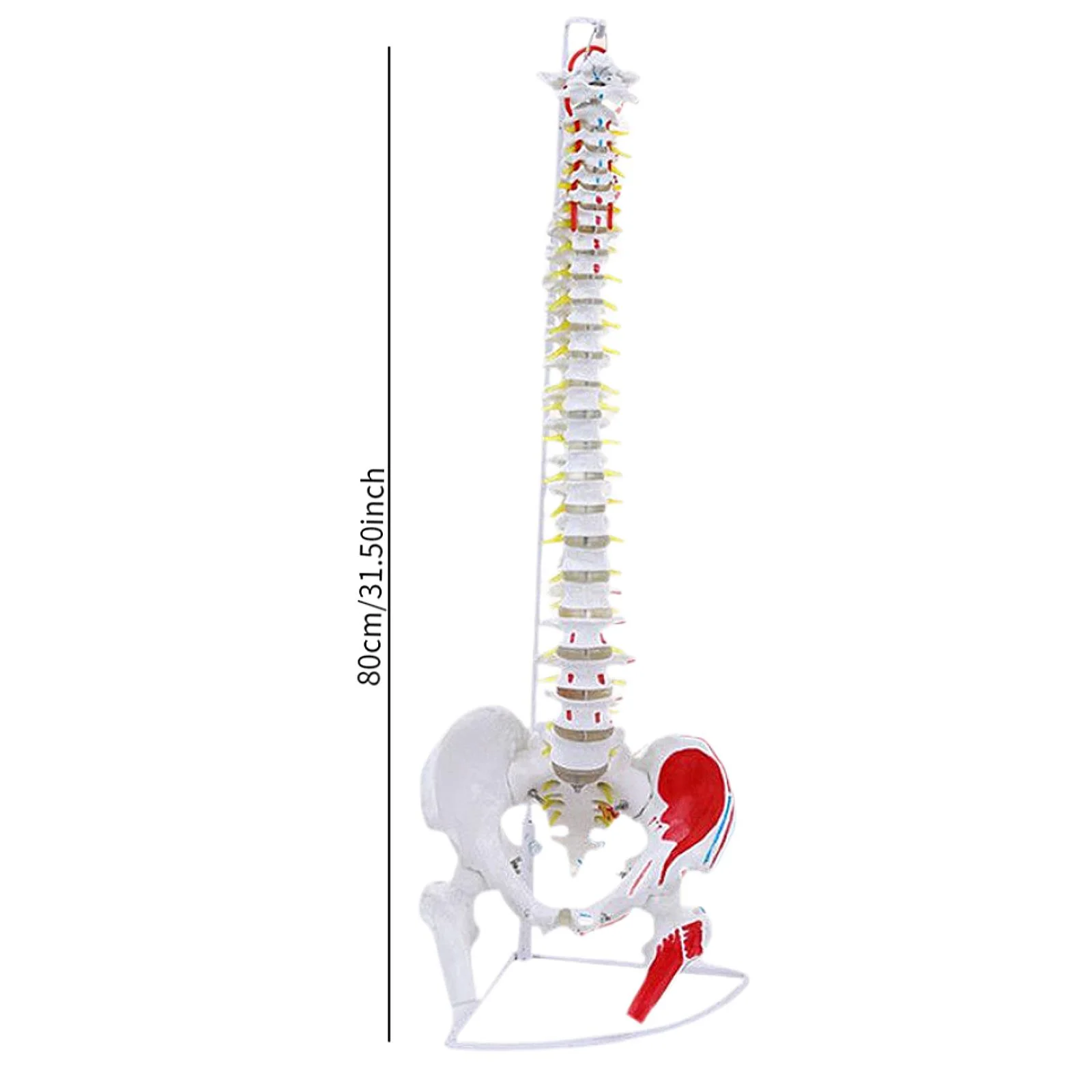 Modelo de columna vertebral, soporte de exhibición, decoración de escritorio, esqueleto, modelo de cable espinal con Base colgante, modelo de cable espinal para enseñanza