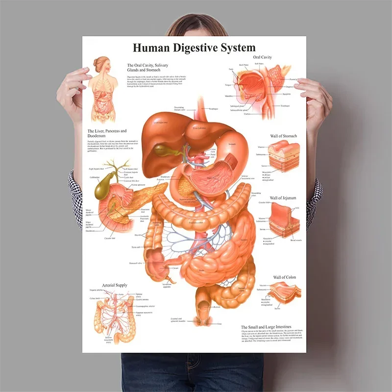 Human Organs Brain Liver Heart Anatomy Poster Print Canvas Painting Human Body Map Medical Classroom Office Room Home Decoration