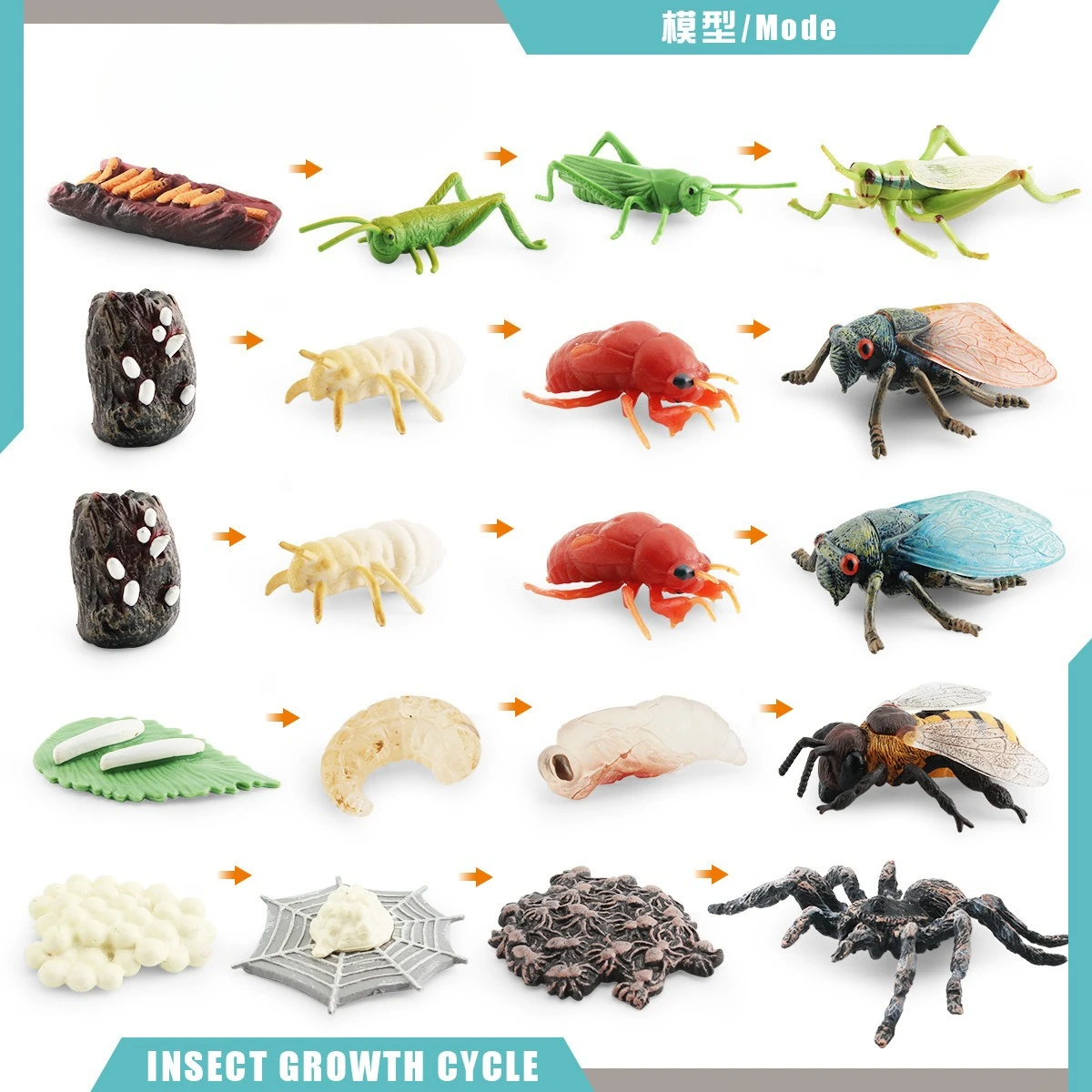 1set Mini Insect Animal Life Cycle Model Grasshopper Cicada Bee Spider Growth Process Desktop Miniature Decoration Home Decor