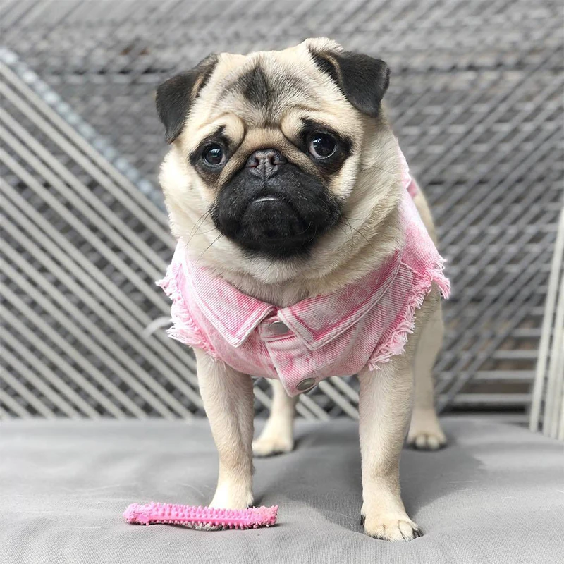 Haustier Hund Jeans Jacke Denim Mäntel Löcher Katzen Welpen Weste Französische Bulldogge Kleine Hundekleidung Frühling/Herbst Bekleidung Mode