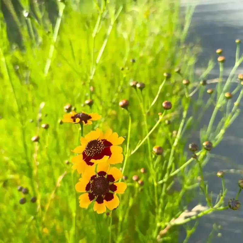 إزالة الشعر بالليزر iode من 808NM 755NM 1064NM 3 الطول الموجي بالليزر البلاتين الجليدي غير مؤلم إزالة الشعر الدائم Photorejuvenation #1